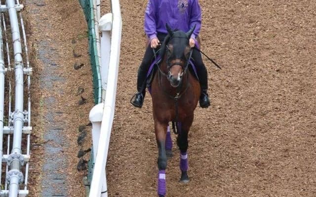 ジュンライトボルトなど、先週の入厩情報/栗東トレセンニュース