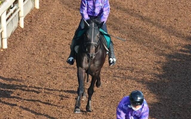 ラケダイモーンなど、先週のゲート試験/栗東トレセンニュース