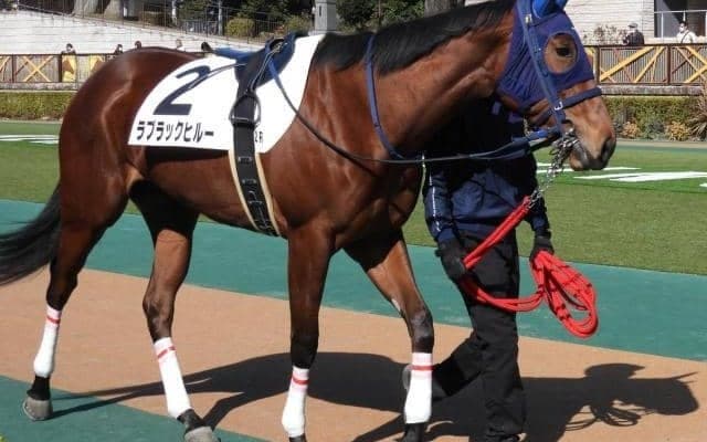 東京4R出走のラブラックヒルーが予後不良に 左大腿骨々折を発症