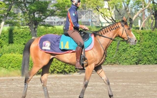 チェルヴィニアが今週末初陣 半兄にダービー5着ノッキングポイント/関東馬メイクデビュー情報