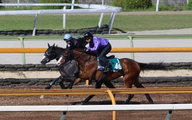 おじにシルヴァーソニックがいるテラメリタ/関西馬メイクデビュー情報