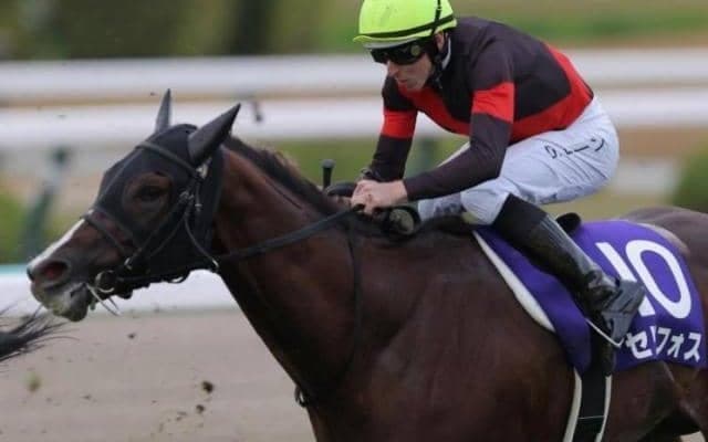 追分ファームが安田記念に3頭出し セリフォスを筆頭に強力布陣で戴冠目指す