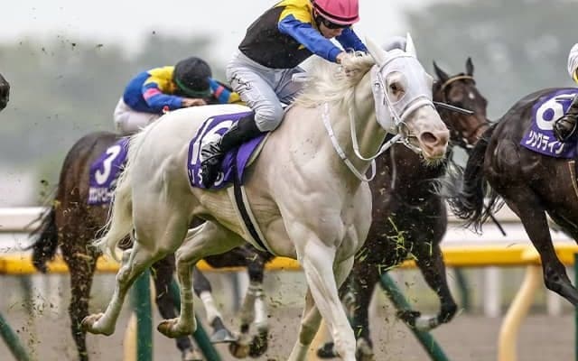 【安田記念・調教後馬体重】ソダシは488kg、ジャックドールは520kg