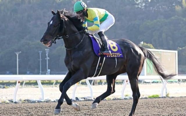 ダート重賞6勝サクセスエナジーが引退 宮崎県で種牡馬に