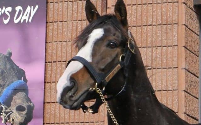 【今日の注目ポイント】宝塚記念前哨戦の鳴尾記念 新種牡馬ブリックスアンドモルタル産駒デビューなど