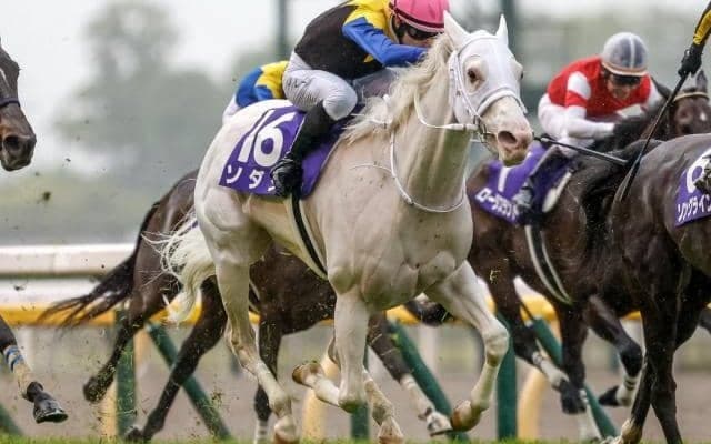 【安田記念前日オッズ】GI4勝目を狙うソダシが5.3倍で1番人気