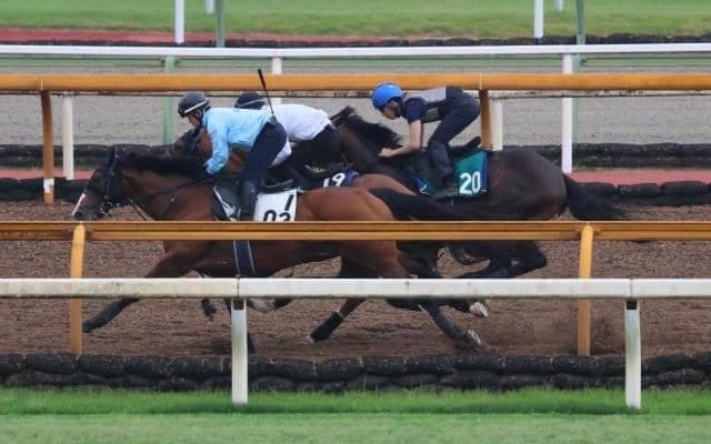 函館2歳S覇者ブトンドールの半弟 軽快な動きを見せるフェンダー/関西馬メイクデビュー情報