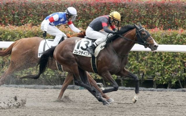 【東京3R】コレクテイニアが人気に応えて初勝利