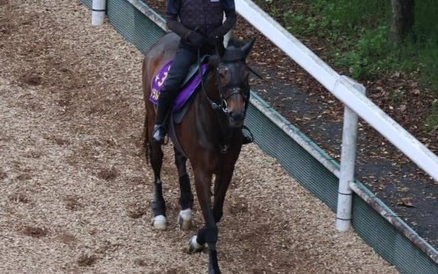 ジェラルディーナなど、先週の入厩情報/栗東トレセンニュース