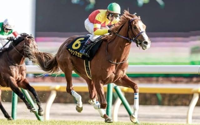 【函館スプリントS枠順確定】ブトンドールは7枠13番、トウシンマカオは1枠1番