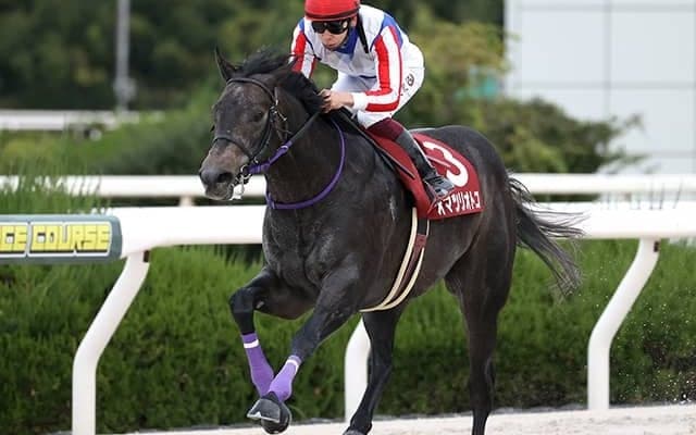 オマツリオトコやペリエールなど ユニコーンS出走想定馬15頭