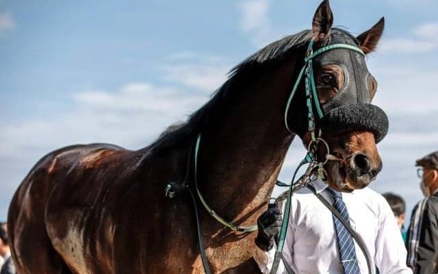 【ユニコーンS見どころ】ペリエールが帰国初戦から重賞制覇を狙う