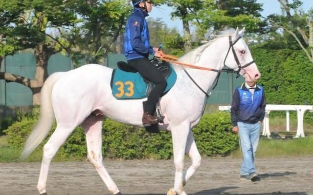 アマンテビアンコが初陣へ動き十分 母は交流重賞を3勝/関東馬メイクデビュー情報