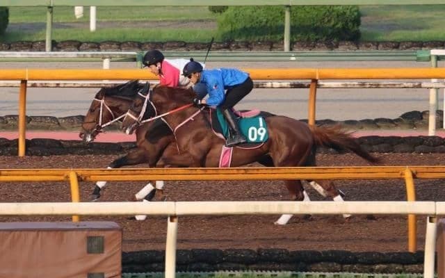 新種牡馬レイデオロ産駒初Vへ 調整続くスノーライトニング/関西馬メイクデビュー情報