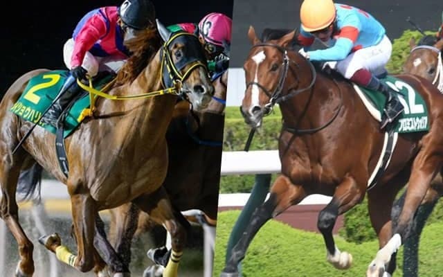 【帝王賞選定馬】連覇を狙うメイショウハリオや5連勝中のプロミストウォリアなど