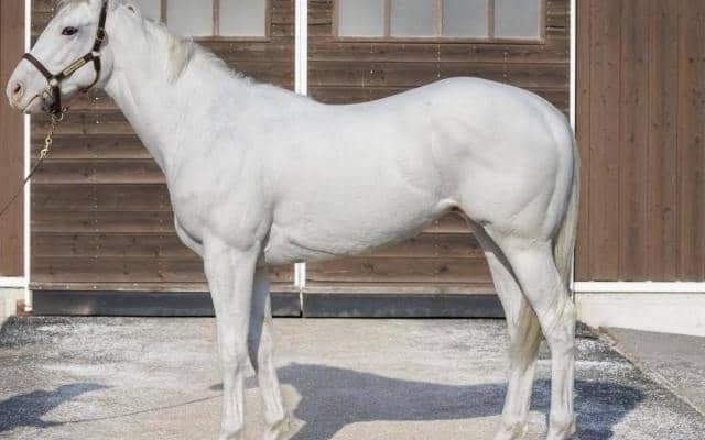 【JRA新馬戦】ソダシの近親にあたる白毛馬アマンテビアンコなどがデビュー