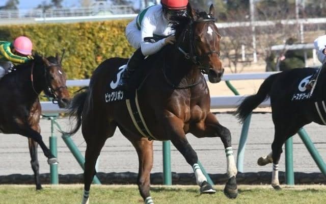 【マーメイドS枠順確定】ビッグリボンは4枠4番、ストーリアは6枠9番