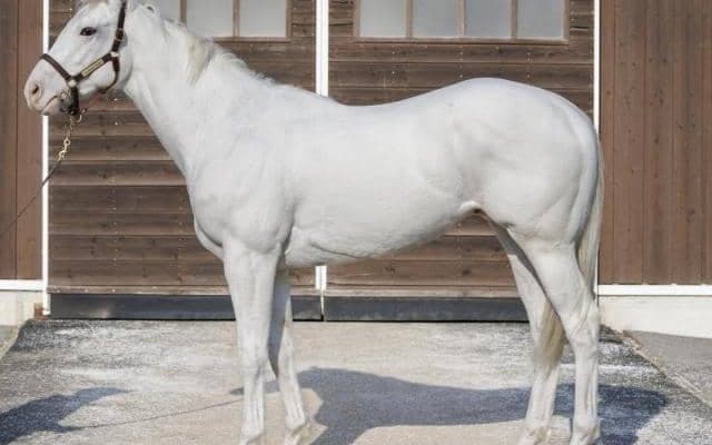 【今日の注目ポイント】米子Sでジャスティンスカイが巻き返しを期す 白毛馬アマンテビアンコがデビューなど