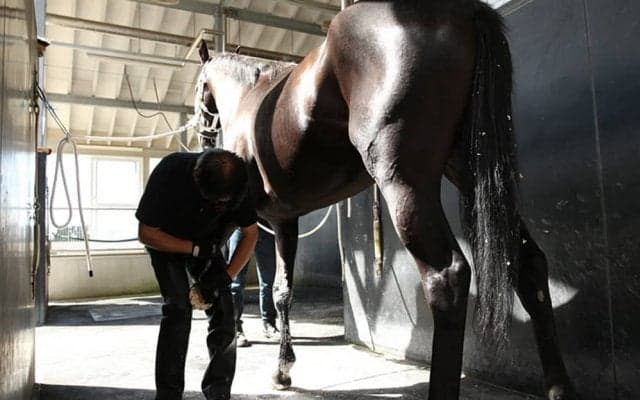 【装蹄師・西内荘コラム】香港ヴァーズで落鉄したステイゴールド