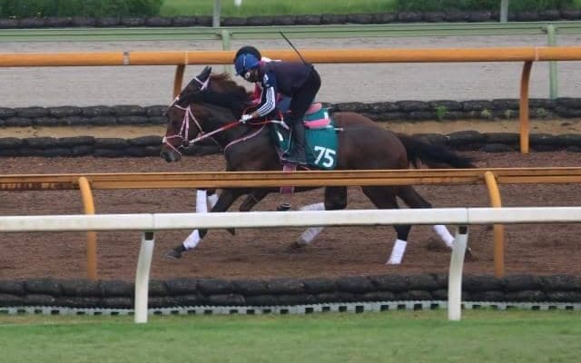 セレクト1億8000万円のレイデオロ産駒 追い切りでもポテンシャルの高さ披露/関西馬メイクデビュー情報