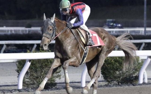 【高知・土佐有楽特別】単勝1.0倍 圧倒的人気ユメノホノオが4連勝