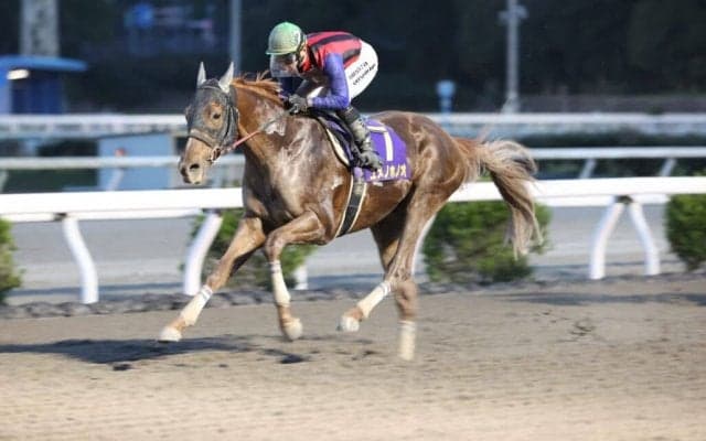 【高知・土佐春花賞】ユメノホノオが5連勝…吉原「凄い可能性を秘めた馬」