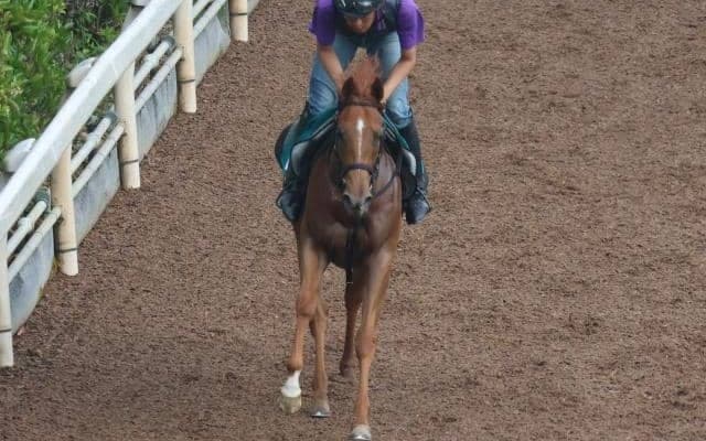 エヴァンスウィートなど、先週の入厩情報/栗東トレセンニュース