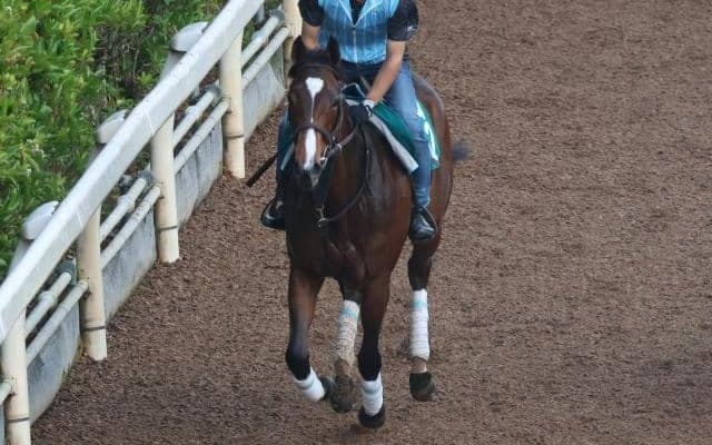 ギフトフォーユーなど、先週のゲート試験/栗東トレセンニュース