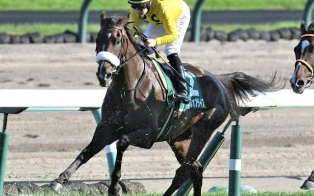 屈腱炎で休養中の21年阪神JF覇者が今秋の復帰目指す 国枝師「牧場でも乗り出している」