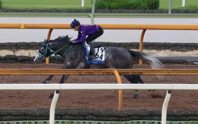 マッドクール、CBC賞1週前追い切り速報/栗東トレセンニュース