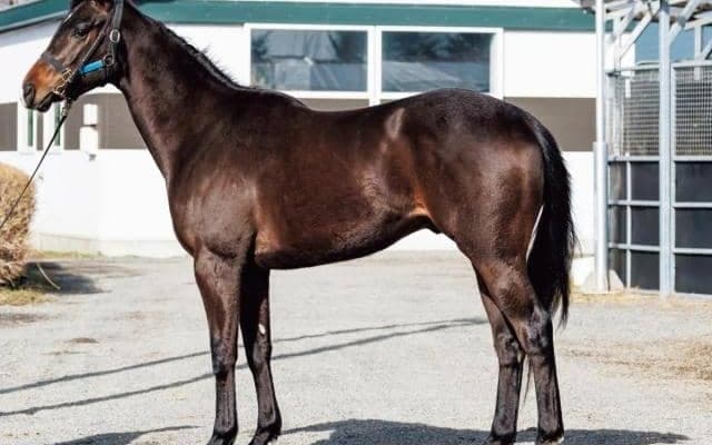 【JRA新馬戦】エエヤンの半弟エコロライジンなどがデビュー