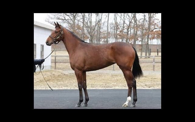 ナミュール、ラヴェルの妹で「安定した血統」アルセナールに対する陣営の評価はいかに