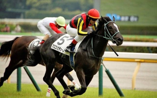 【新馬/東京6R】断然人気アスコリピチェーノが快勝