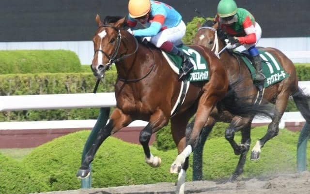 【大井・帝王賞枠順】5連勝中のプロミストウォリアは6枠8番、史上初の連覇に挑むメイショウハリオは4枠4番