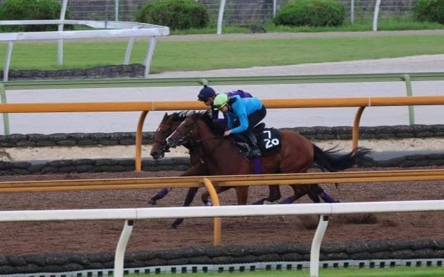 芝で通用する軽さとスピードを持つルージュスタニング/関西馬メイクデビュー情報