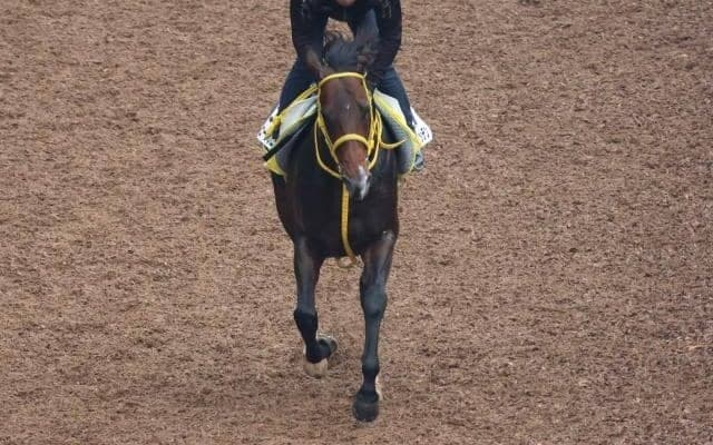 フェーングロッテンなど、先週の入厩情報/栗東トレセンニュース