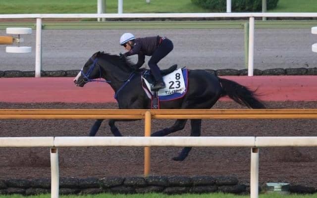 サンレイポケット、七夕賞1週前追い切り速報/栗東トレセンニュース