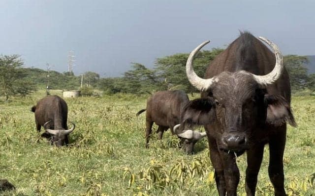 アフリカでトヨタが圧勝！　けいこのホゲホゲWRC＠サファリ日記