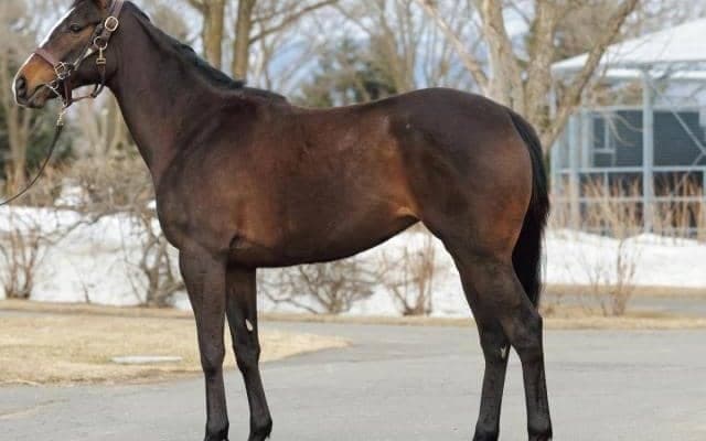 【JRA新馬戦】ナックビーナスの全妹マースフルガールなどがデビュー