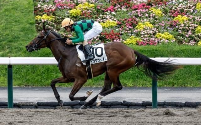 【福島6R新馬戦結果】ピンクヴェノムが人気に応えて逃げ切りV