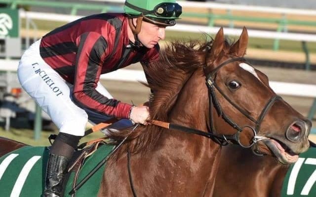 【先週のJRA抹消馬】芝ダート双方で活躍したラーゴム、21年の平安Sで2着に入ったアメリカンシードなどが抹消