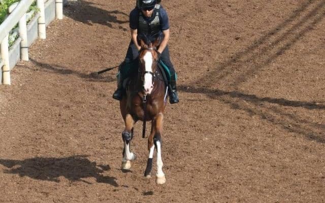 ジェンティルドンナの2021(エヴァンジェリーナ)など、先週の入厩情報/栗東トレセンニュース