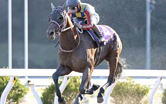 重賞19勝“地方マスター”の父超えへ DG競走4勝馬がプロキオンSでJRA重賞初V目指す