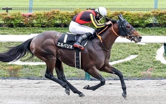 ドレフォン産駒待望のJRAダート重賞初Vなるか プロキオンSにエルバリオ参戦