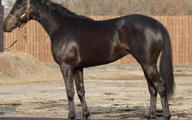 【JRA新馬戦】ソダシの半弟カルパ、ステルヴィオの半弟ラケダイモーンなどがデビュー