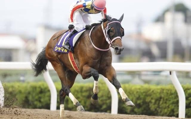 【プロキオンS枠順確定】リメイクは5枠10番、シャマルは2枠3番