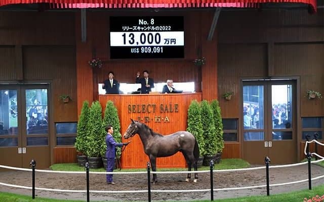 仏G1マルセルブーサック賞覇者の仔 1億3000万円でダノックス落札