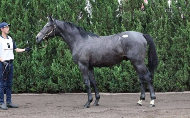 【セレクトセール2023】エピファネイア産駒が1億超え