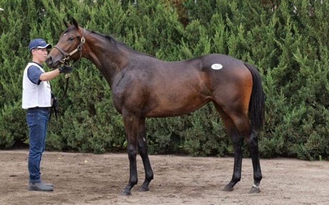 【セレクトセール2023】サートゥルナーリア産駒1億円超え