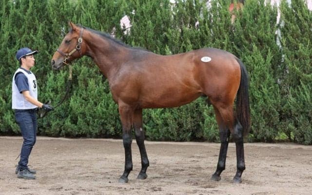 【セレクトセール2023】ドゥラメンテ最終世代、ウィープノーモアの22が1億円超え